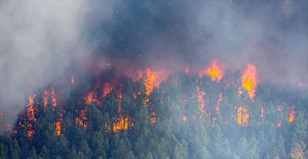 カリフォルニアの山火事 現場の過酷さを示す 1本の木 の写真に絶句する Buzzmag