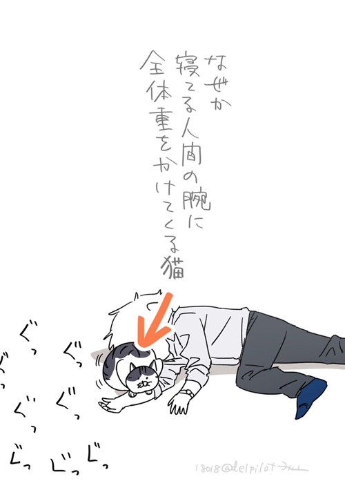 仮眠中の飼い主の腕に 猫が とんでもニャイもの を残していった 笑 Buzzmag