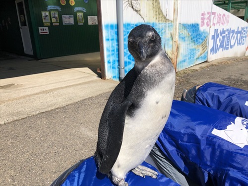 ペンギンとお姉さんが見つめる先には 東北サファリパークが呟いた 5文字 が切ない Buzzmag