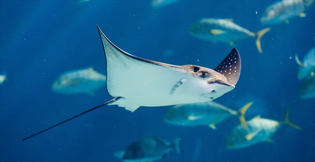 なにしてんの君 水族館で見かけた エイ の行動が とにかくシュールすぎる Buzzmag