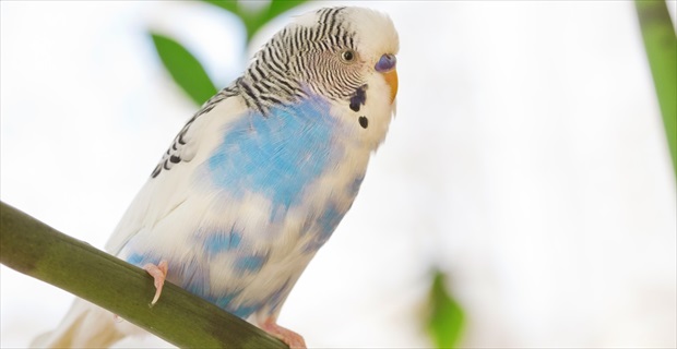 とある若いカップルがペットショップに来た直後 インコが死亡 原因は おそらく Buzzmag