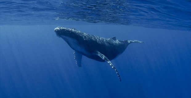 地球上最大の生物 シロナガスクジラ その 舌の重さ を巡るトリビアに震えた Buzzmag