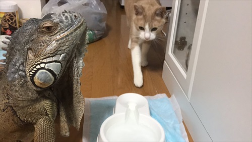 同居猫の皿から水をガブ飲みするイグアナ 直後 超気まずい展開 が訪れる 4枚 Buzzmag