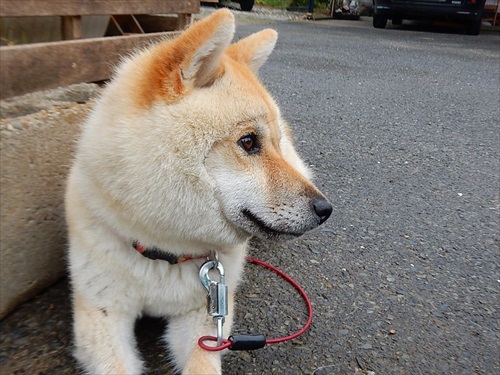 違う犬種にしか見えない 換毛期をむかえた結果 柴犬の 顔 が変わった Buzzmag