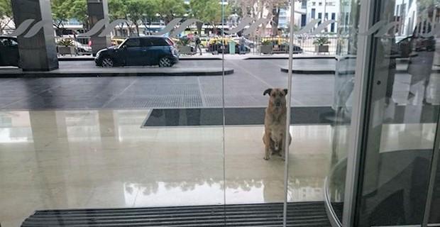 ドイツ人caに恋をしたアルゼンチンの野良犬 ホテル前で6ヶ月も待ち続けた末に Buzzmag