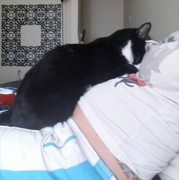 妊娠が発覚した女性 それ以来 ともに暮らす飼い猫が 不思議な行動 を取り始めて Buzzmag