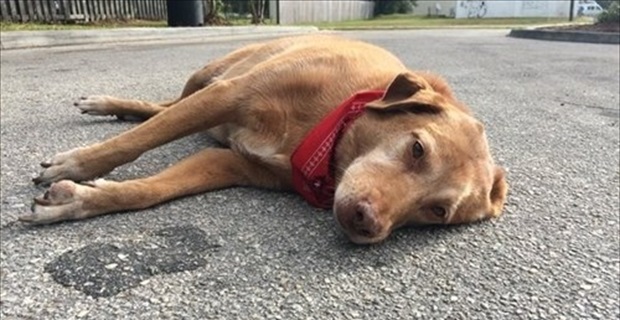 悲しい表情で道路に横たわる犬 その行動の理由に 言葉を失う Buzzmag