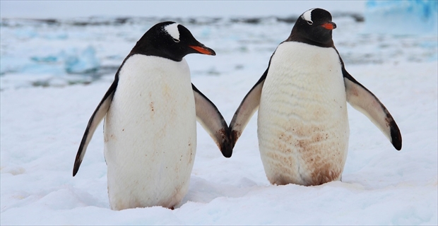 ペンギンいるといいな と南極へ向かった男性 到着後 あ然とした Buzzmag