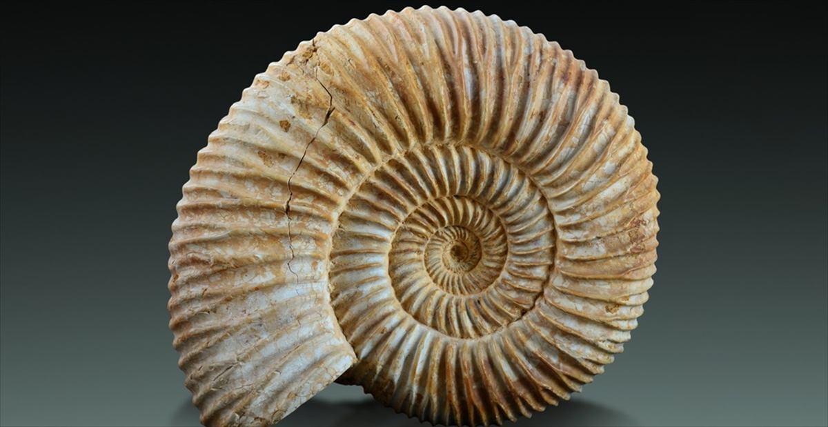 驚愕 7100万年の時を経た アンモナイトの化石 は こうなる Buzzmag