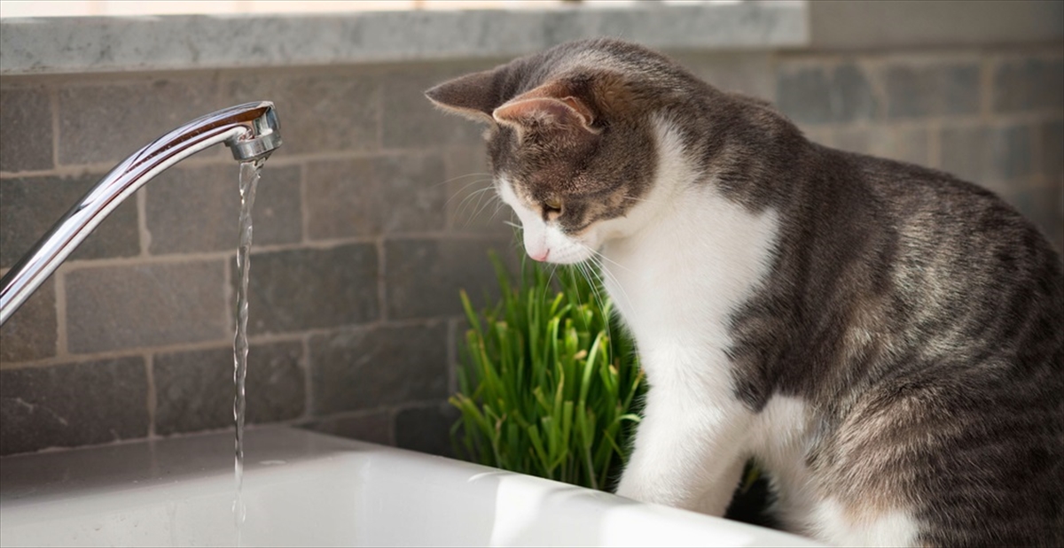 水嫌いなはずの猫が お風呂を見て 思わぬ行動 にでた Buzzmag