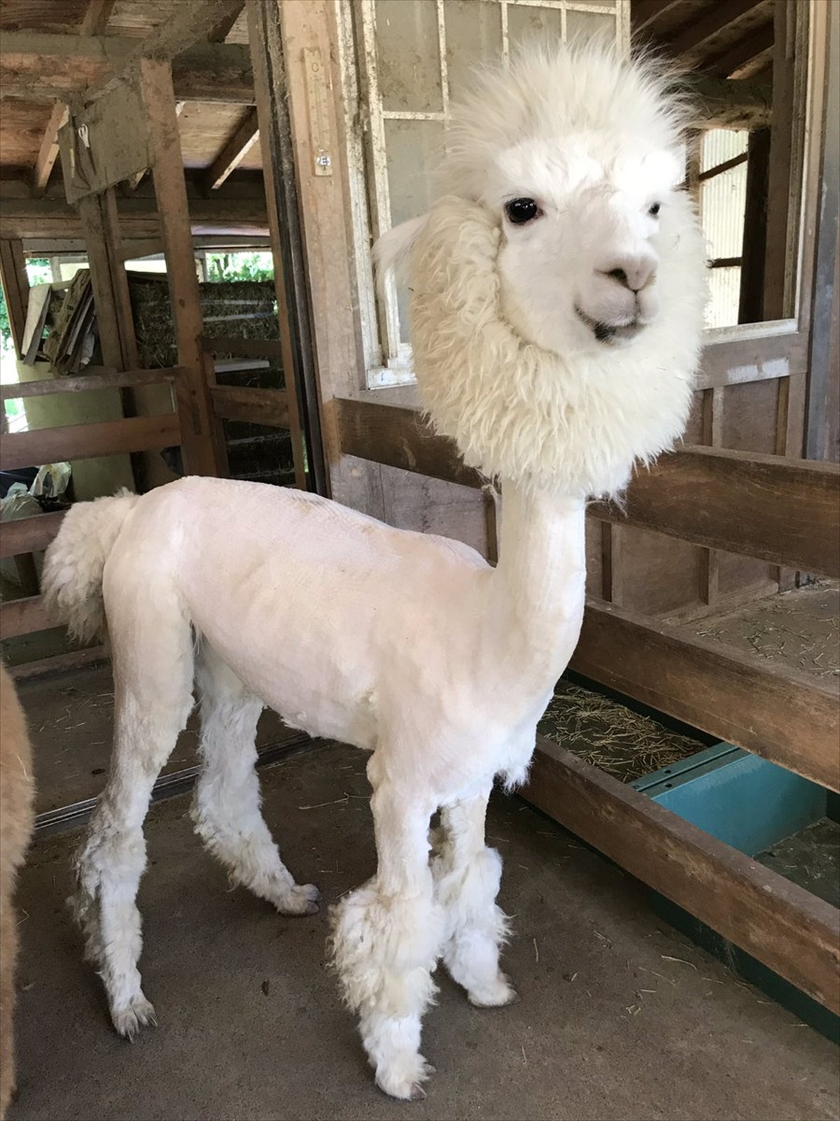 アルパカを 夏仕様 にヘアカットしたら 別の生物になった Buzzmag