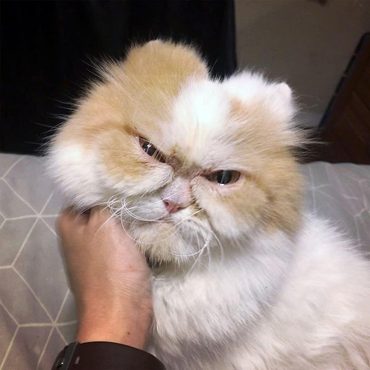 一目見たら忘れられない とてつもなく 怒り顔 の猫が話題に Buzzmag