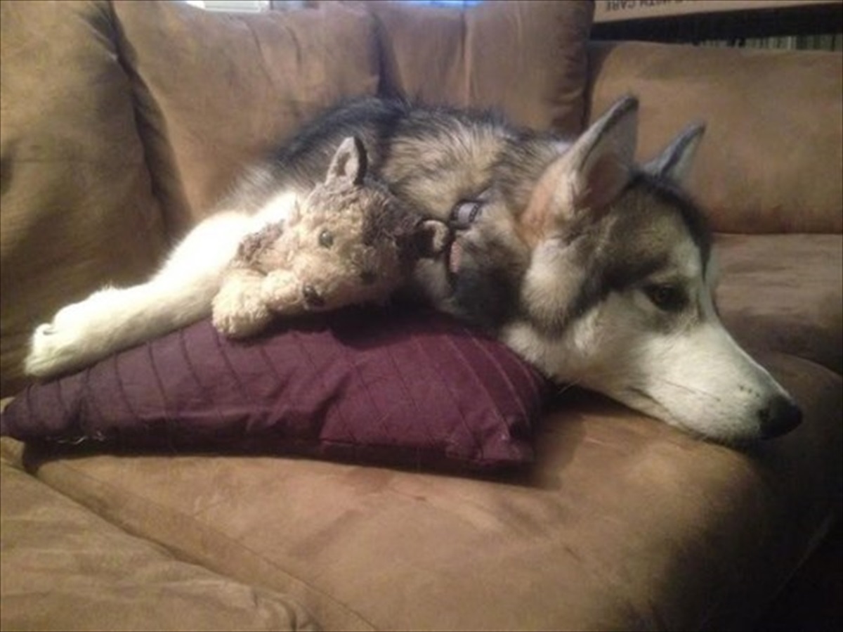 どんなオモチャもすぐに壊す犬が 唯一壊さなかったモノ それは Buzzmag