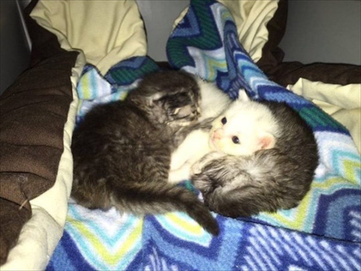 2匹の子猫が ガッチリと抱きしめて守っていたもの それは彼らの 妹 だった Buzzmag