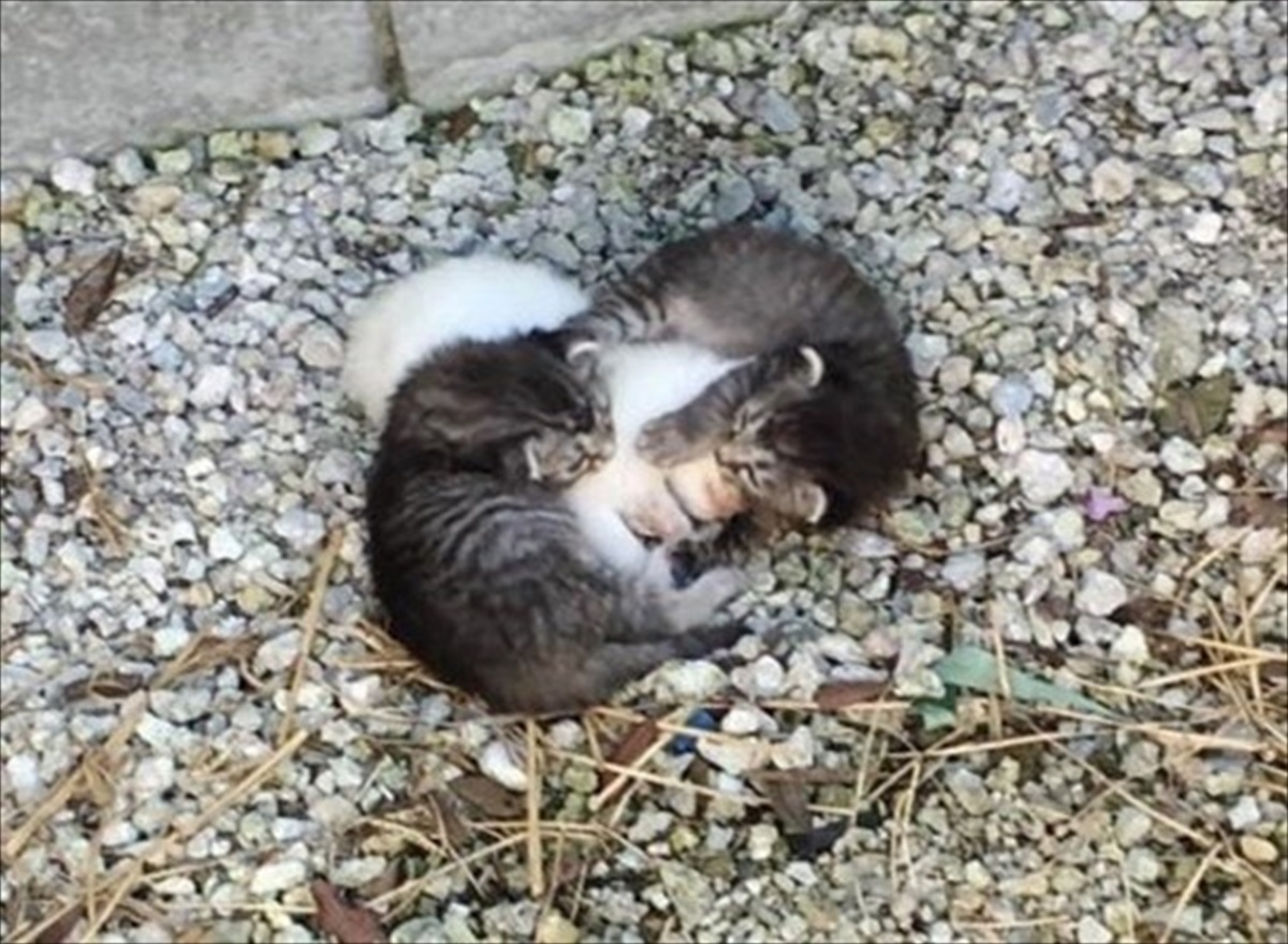 2匹の子猫が ガッチリと抱きしめて守っていたもの それは彼らの 妹 だった Buzzmag