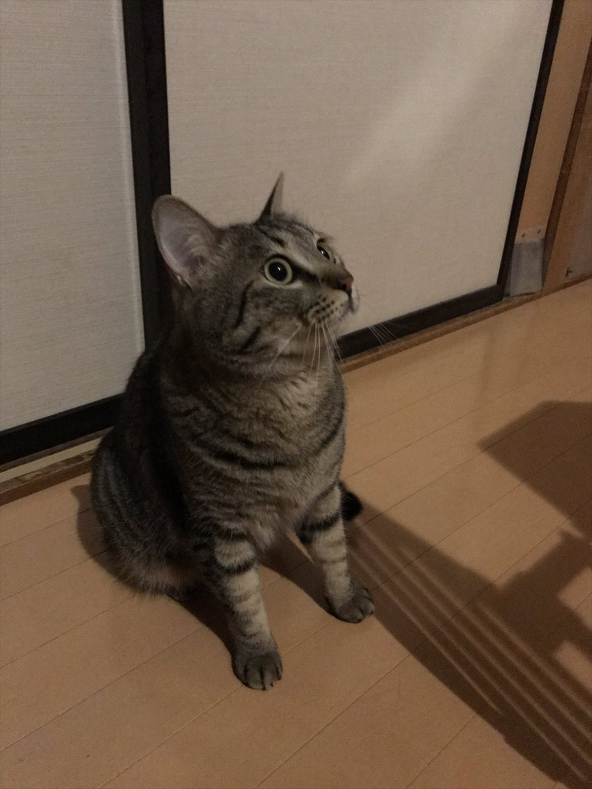 まさかの被害】 地震が起きた結果、飼い猫のシッポが「ぽんぽこ」に 