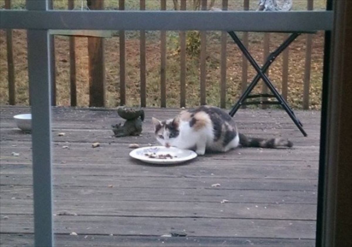 玄関に遊びに来たカワイイ野良猫。ねばり強く家に招き続けたら…まさかの展開に！ BUZZmag