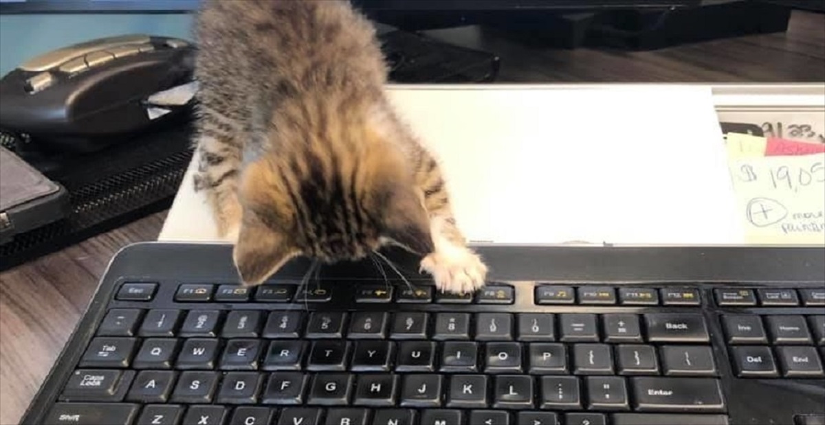 警察へ預けられた子猫は、やがて多くの人を癒やす「猫のお巡りさん」に 