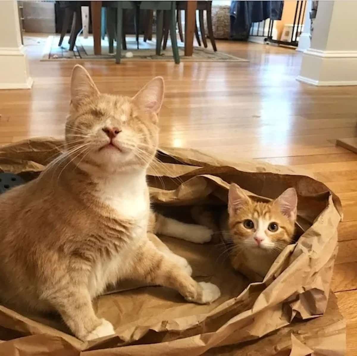 自分に自信が持てない子猫 その性格を変えたのは 耳の聞こえない兄 だった Buzzmag
