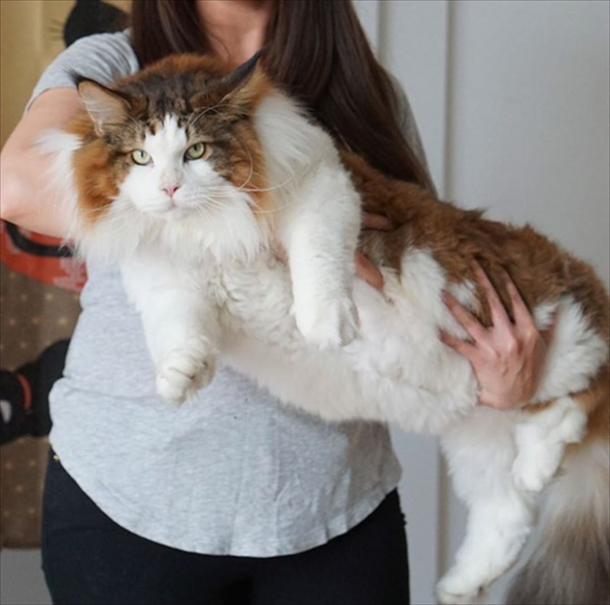 Nyに暮らす 大王サイズ の猫 彼が 猫飼いにとっての夢 と言われる理由は Buzzmag