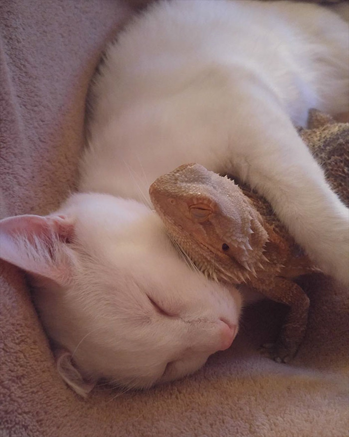 猫を飼っている女性と トカゲを飼っている男性が結婚 結果 こうなった Buzzmag