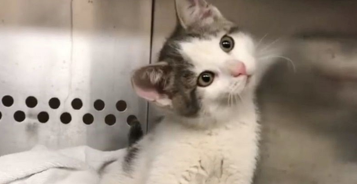 脳の障害によって歩くたびにフラつく子猫。その「個性」は、やがて幸運 