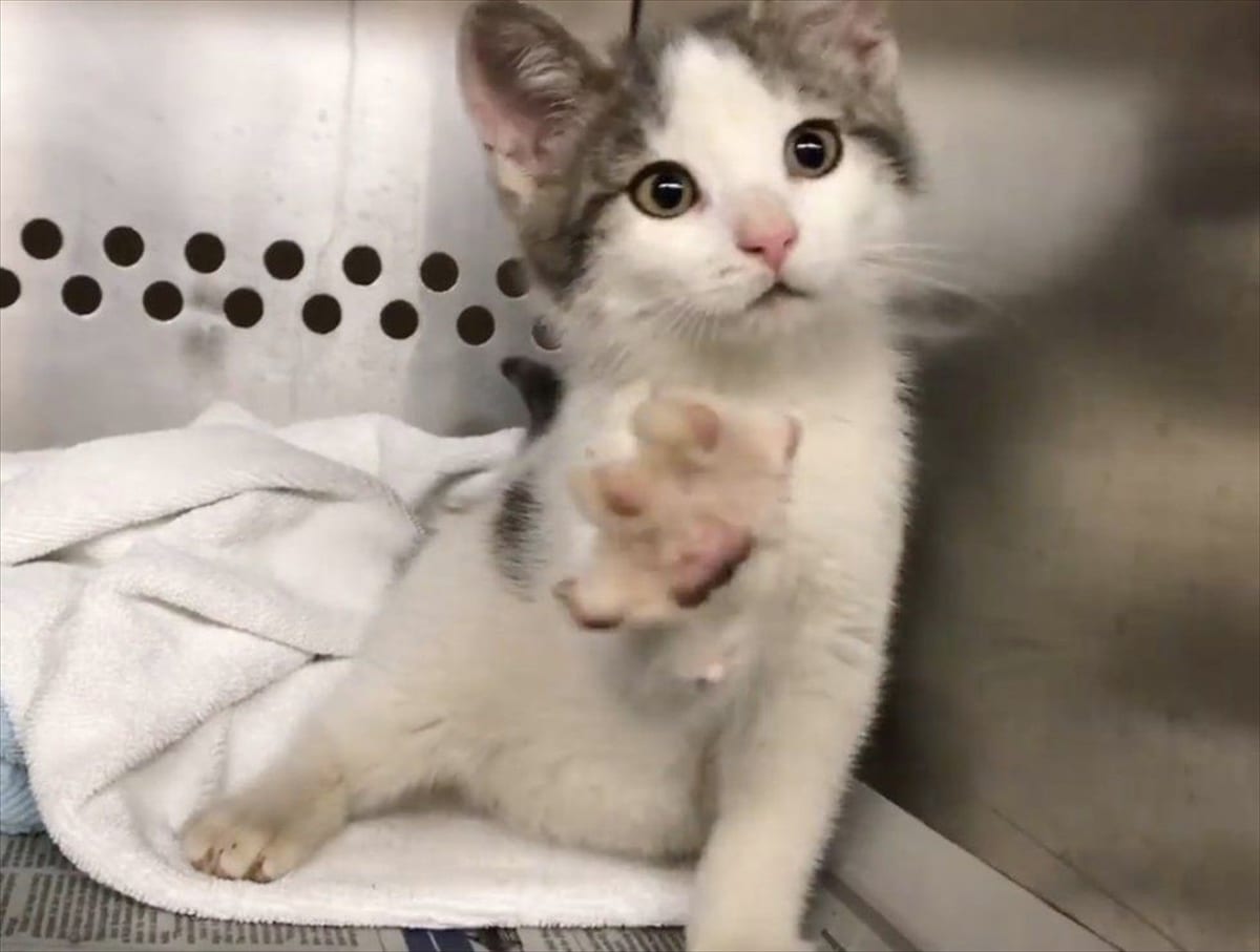 脳の障害によって歩くたびにフラつく子猫。その「個性」は、やがて幸運 