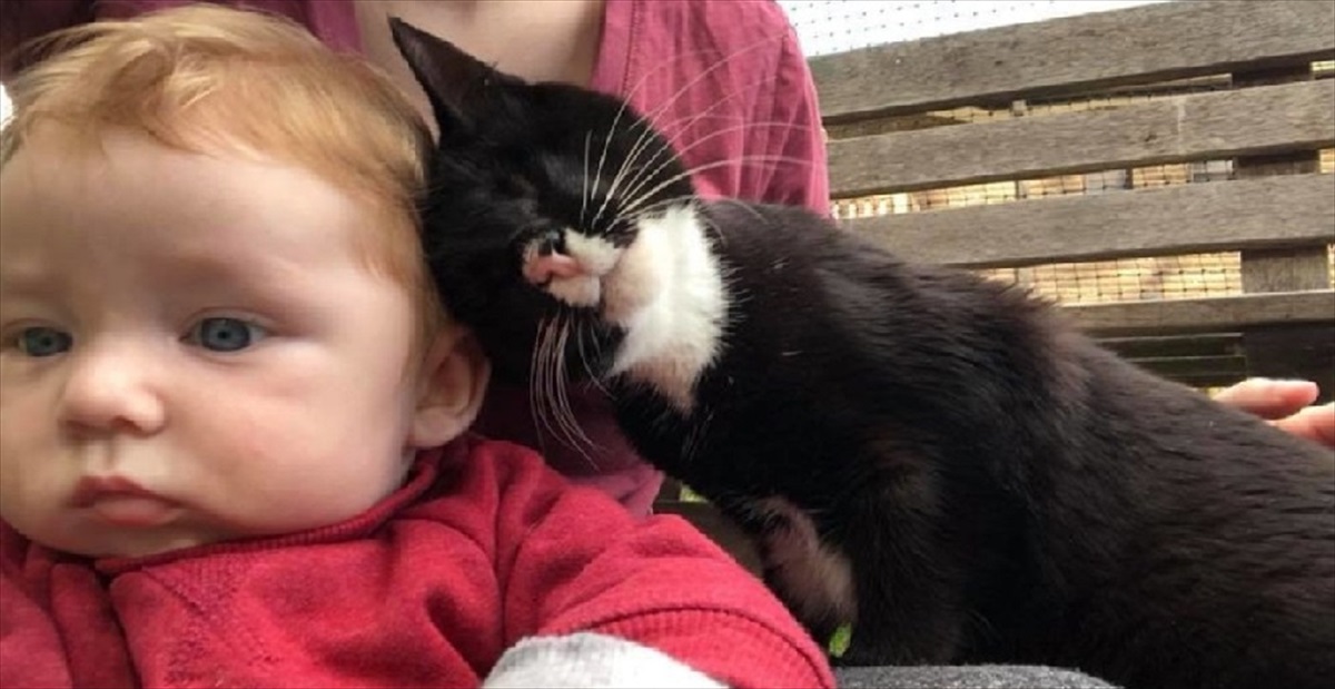 盲目の上に神経疾患を患っている子猫。障害にも負けずに、飼い猫生活を 