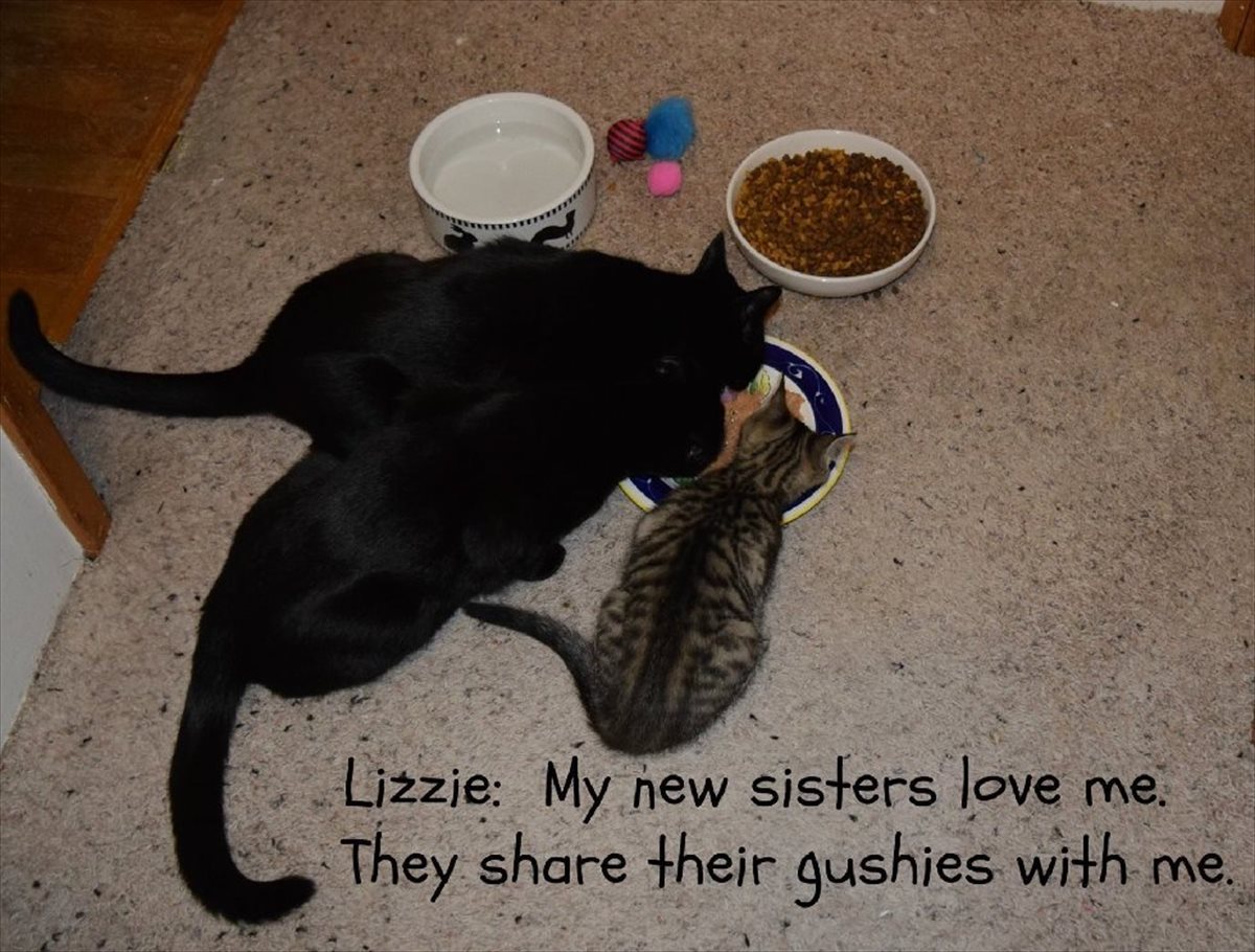 出産した4匹の子猫が全て死亡。それでも母猫にはu2026まだ『希望』が残っ 