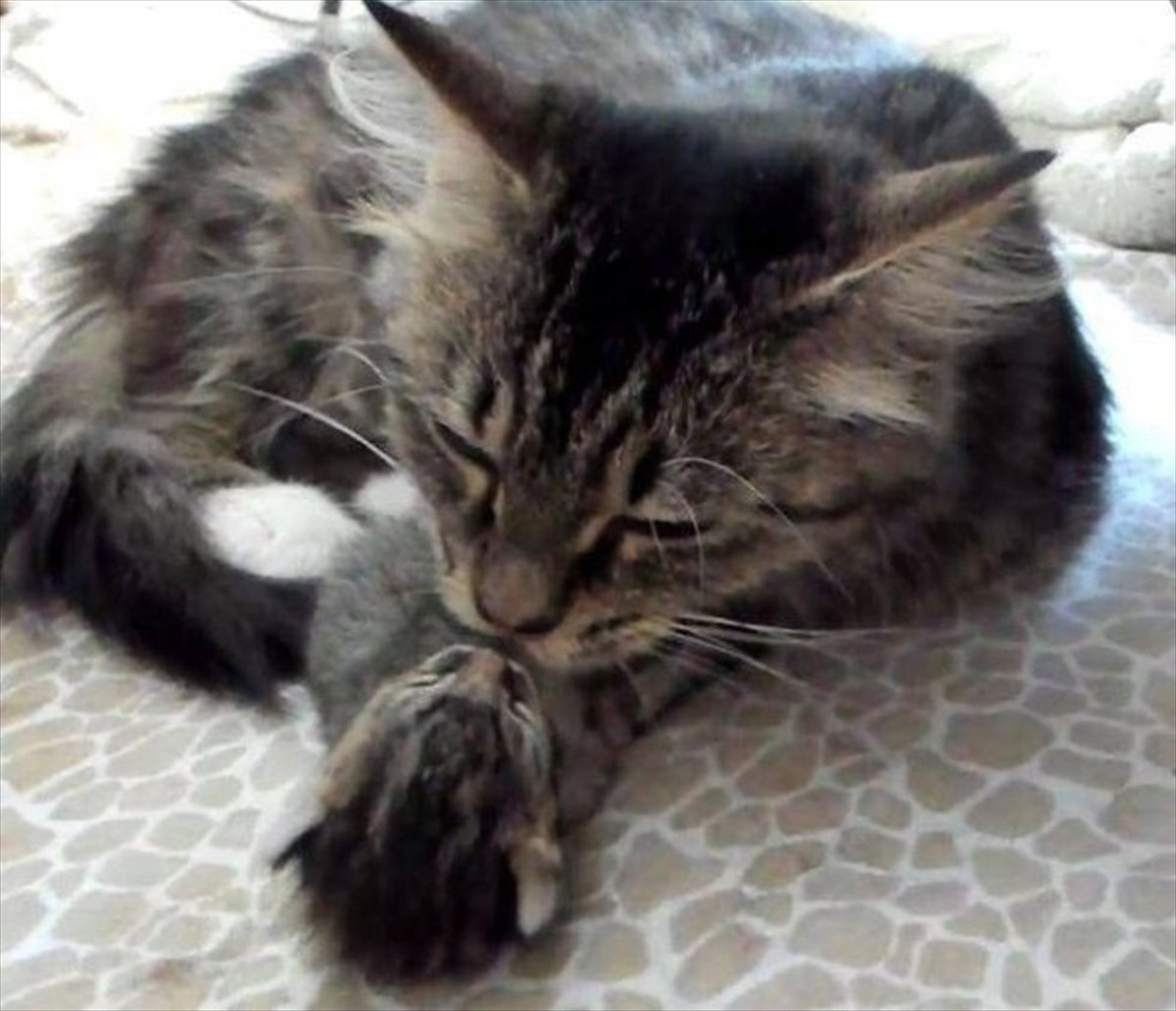 出産した4匹の子猫が全て死亡 それでも母猫には まだ 希望 が残っていた Buzzmag