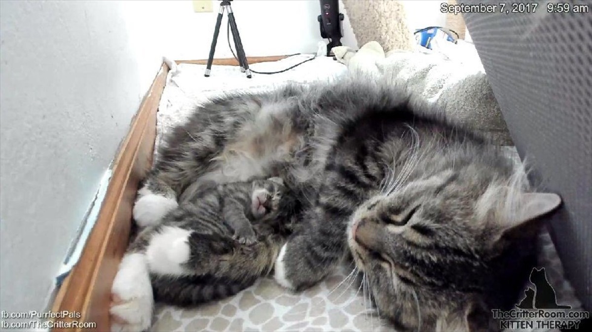 出産した4匹の子猫が全て死亡。それでも母猫にはu2026まだ『希望』が残っ 