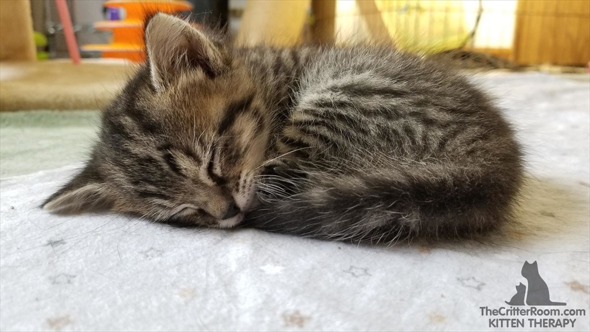 出産した4匹の子猫が全て死亡。それでも母猫にはu2026まだ『希望』が残っ 