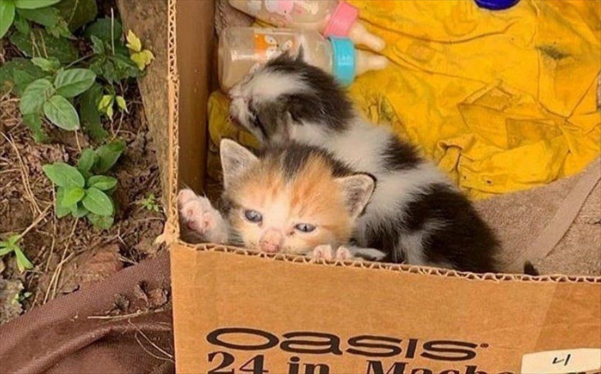 駐車場に捨てられた子猫たちは 優しいママのもとで 希望 をもらった Buzzmag