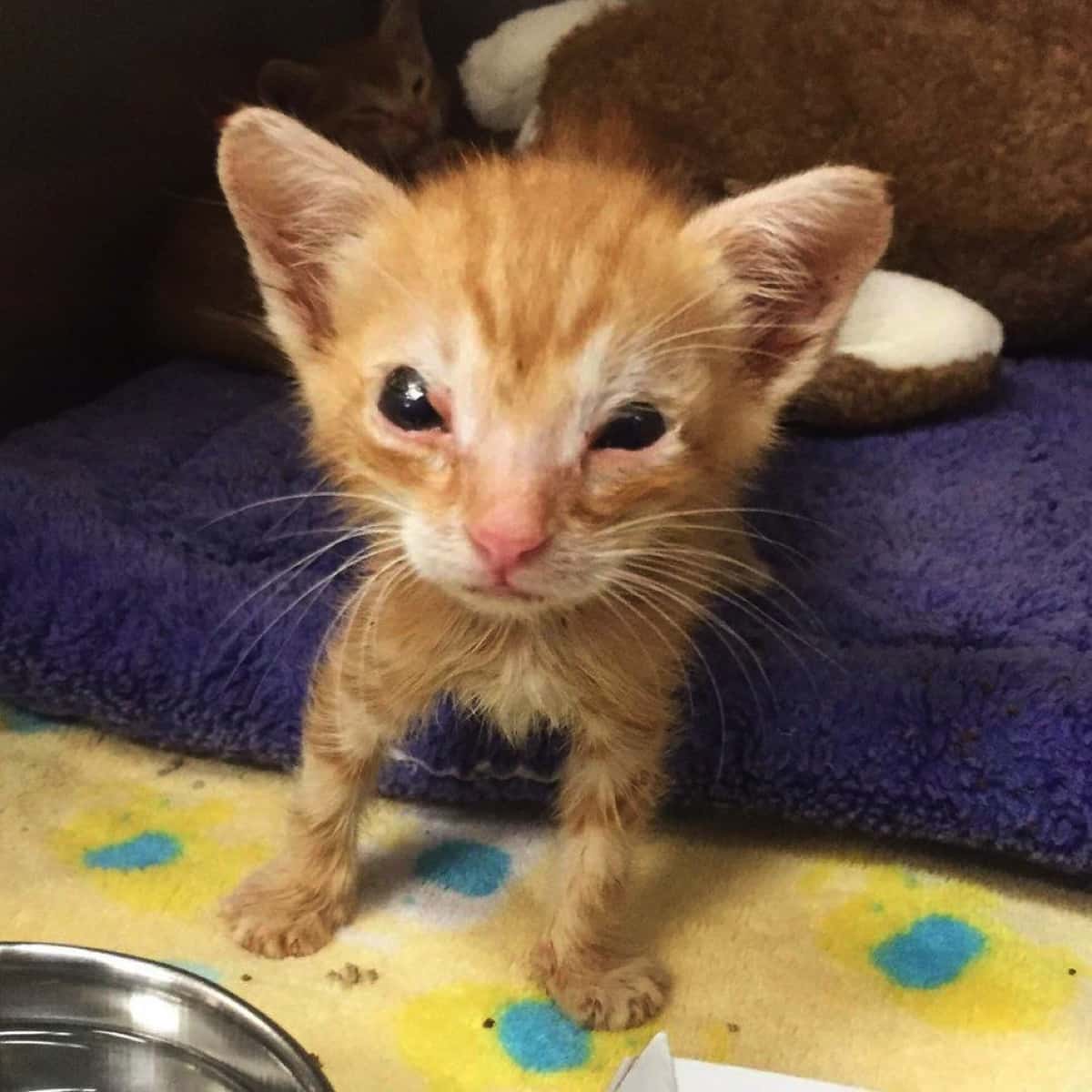 まぶたのない子猫は、「生きることを諦めない姿」で女性の心を奪った