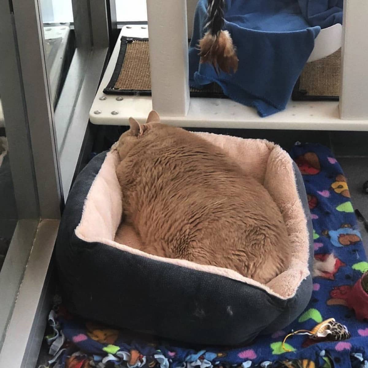 寝てばかりだったおデブ猫 熱心な飼い主さんと 2人3脚で減量に励んだ結果 Buzzmag