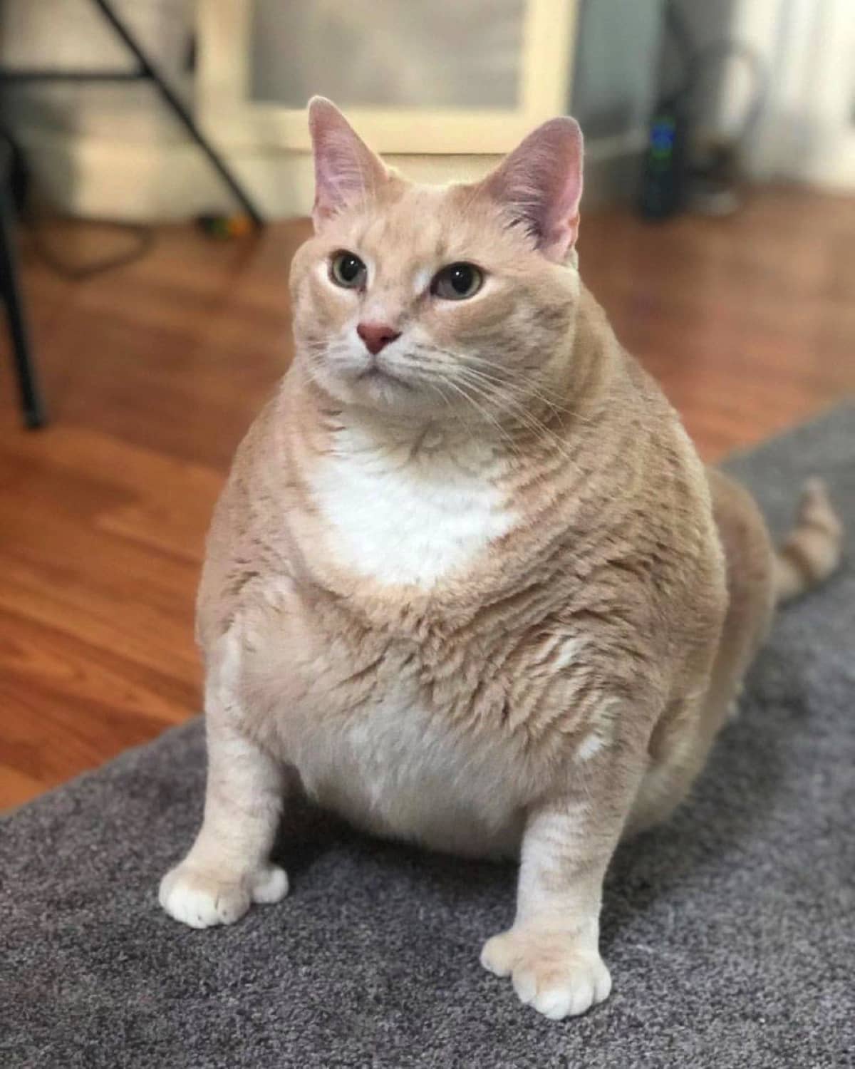 寝てばかりだったおデブ猫 熱心な飼い主さんと 2人3脚で減量に励んだ結果 Buzzmag