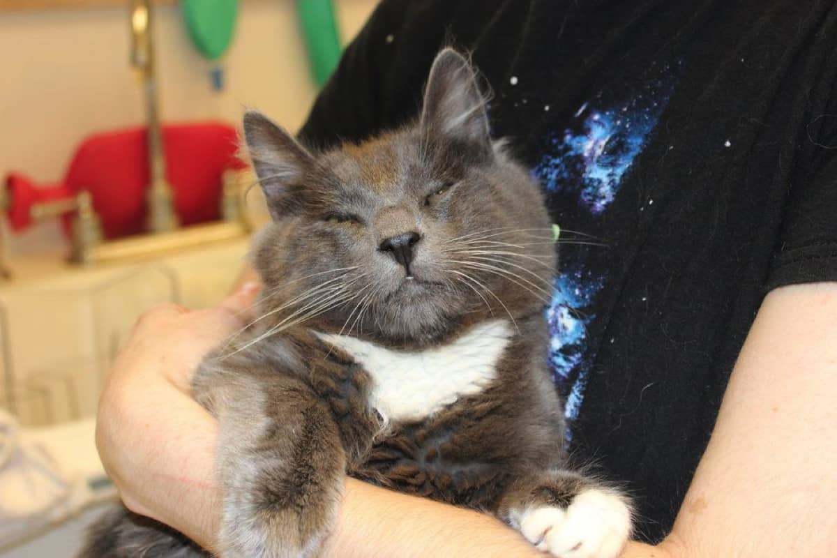 生まれつき まぶたに疾患を持つ子猫の兄弟 度重なる手術を2匹で乗り越え Buzzmag