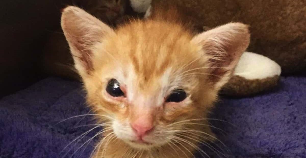 まぶたのない子猫は、「生きることを諦めない姿」で女性の心を奪った