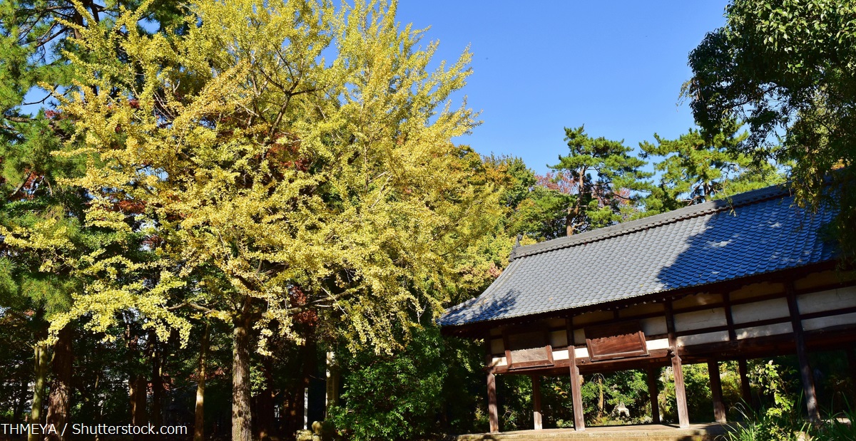 納得 落ち葉が多く掃除も大変なイチョウが 神社にある理由は Buzzmag