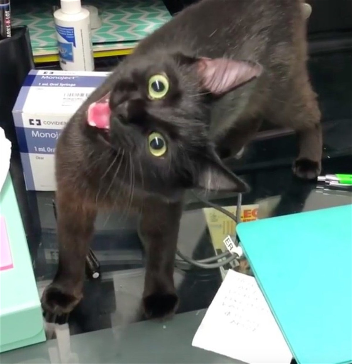 病気で頭が傾く子猫 そのハンデも やがて愛らしい個性となった Buzzmag