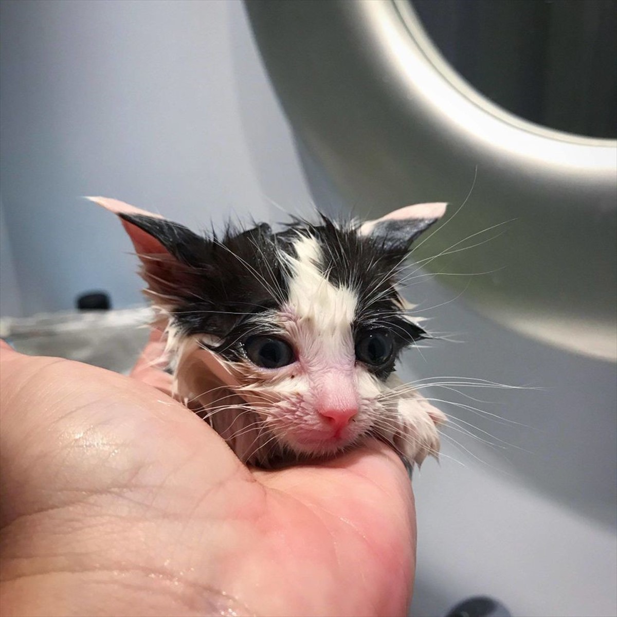 食事に飛びついて保護されたガリガリの子猫。愛情たっぷりのケアで 