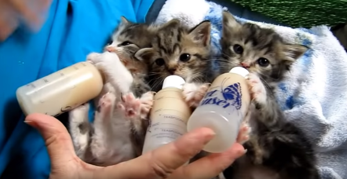 ミルクを飲む3匹の子猫 ガッチリと哺乳瓶をつかんで離さない姿はもちろんのこと 音 まで超カワイイ Buzzmag