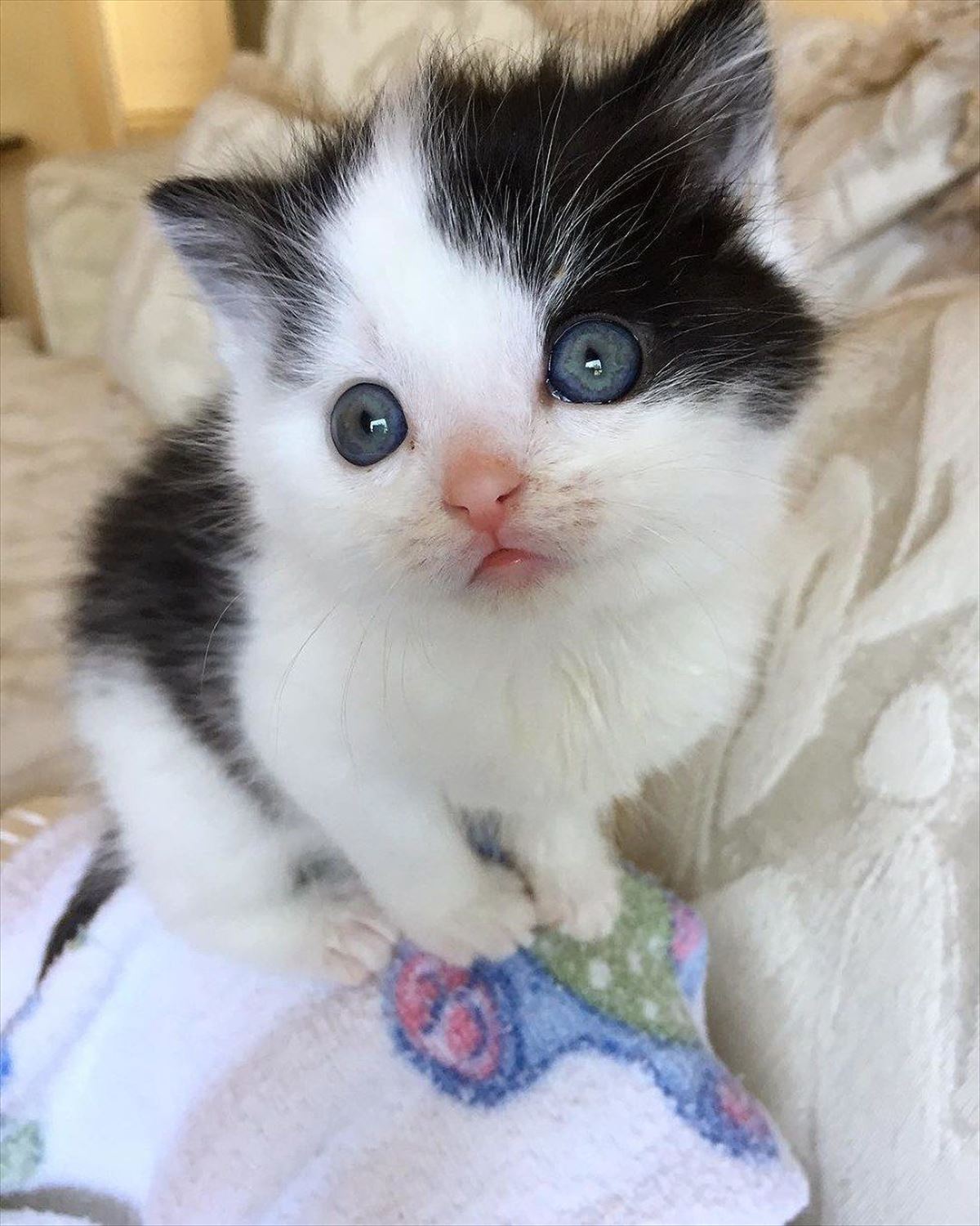 飼い犬が発見して連れてきたポケットサイズの子猫 仰向けになって無防備なお腹を見せつけ ひたすら里親に甘えまくる Buzzmag