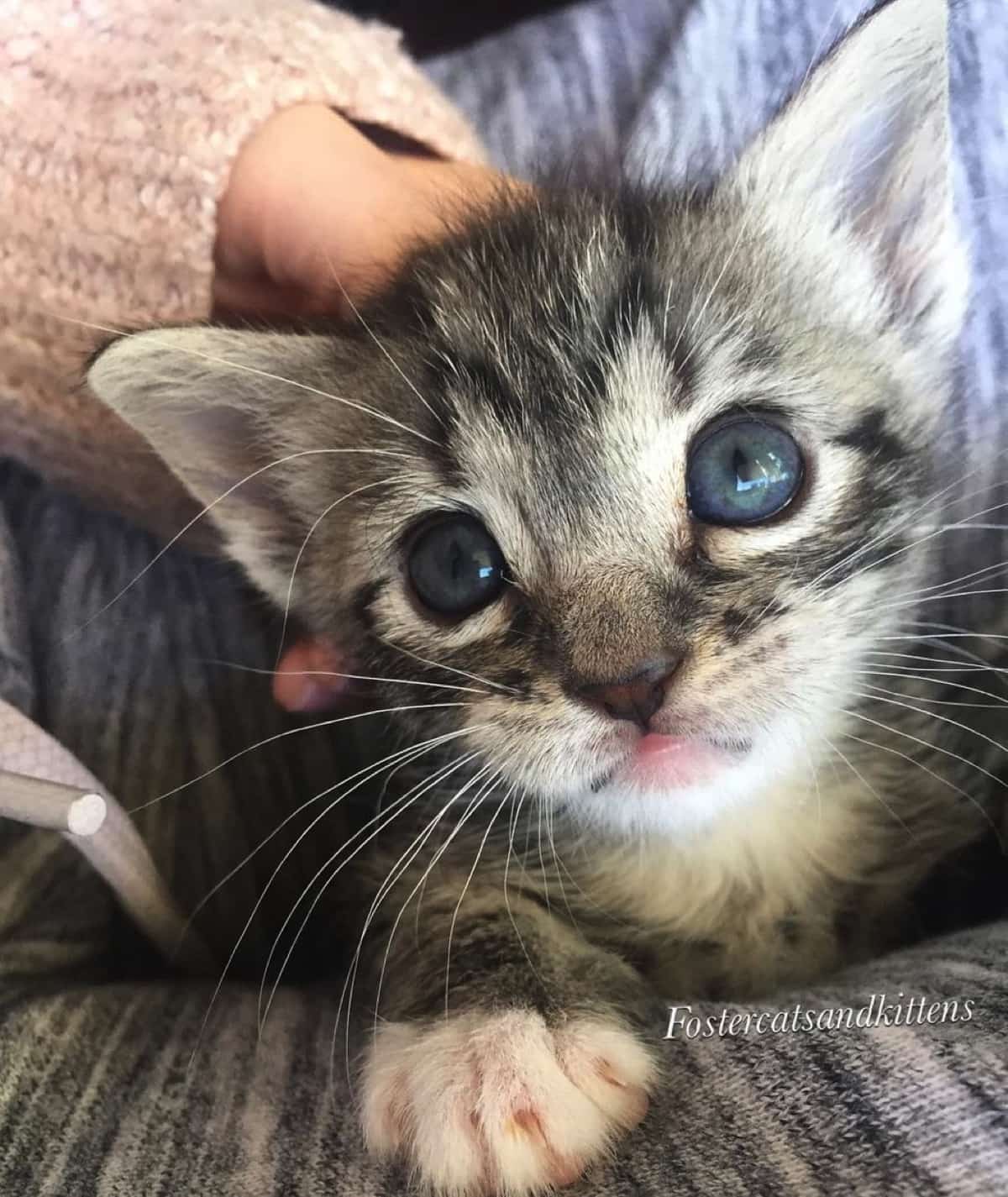 命を落とした兄弟猫たちの上で、ボロボロで横たわっていた子猫。決して 