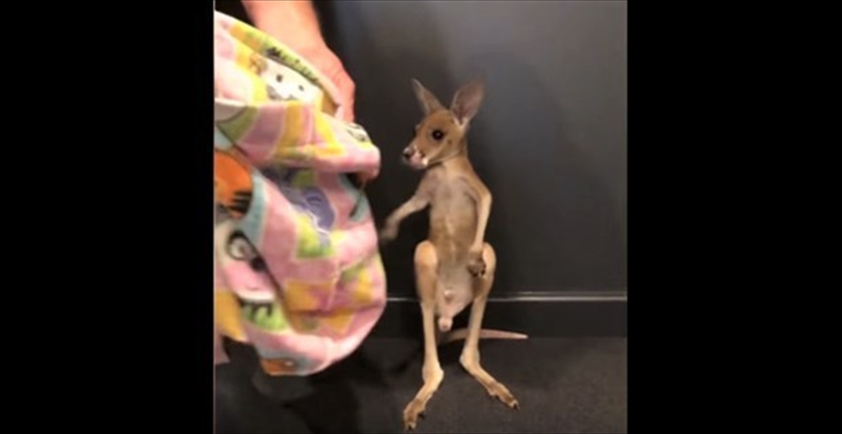 母親を亡くした赤ちゃんカンガルーに 手提げのバッグを見せたら Buzzmag
