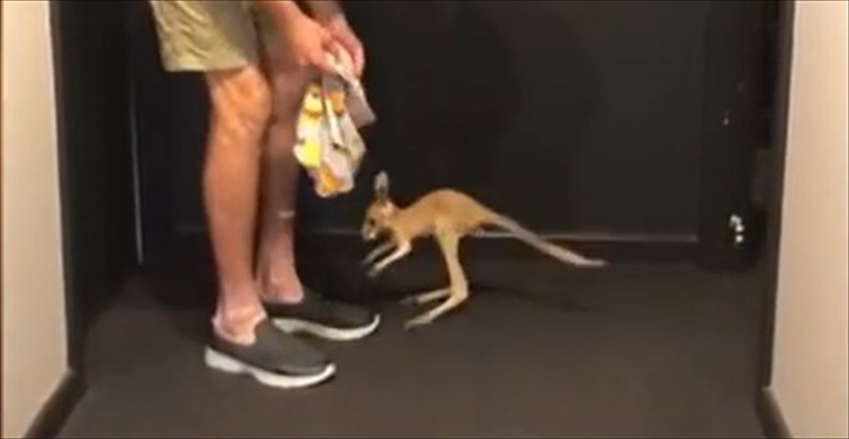 母親を亡くした赤ちゃんカンガルーに 手提げのバッグを見せたら Buzzmag