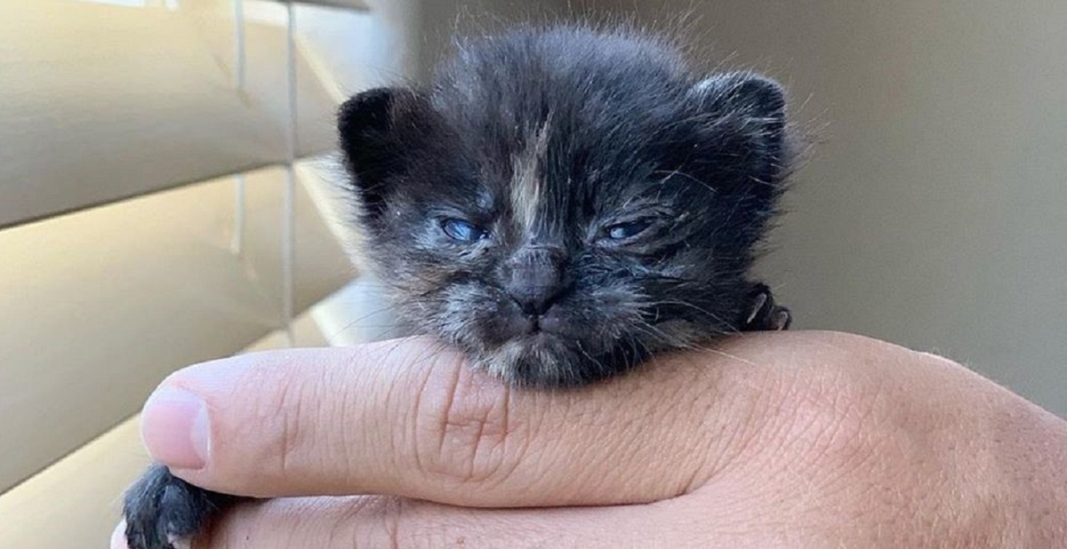 子猫の発育 3 ～ 6 か月