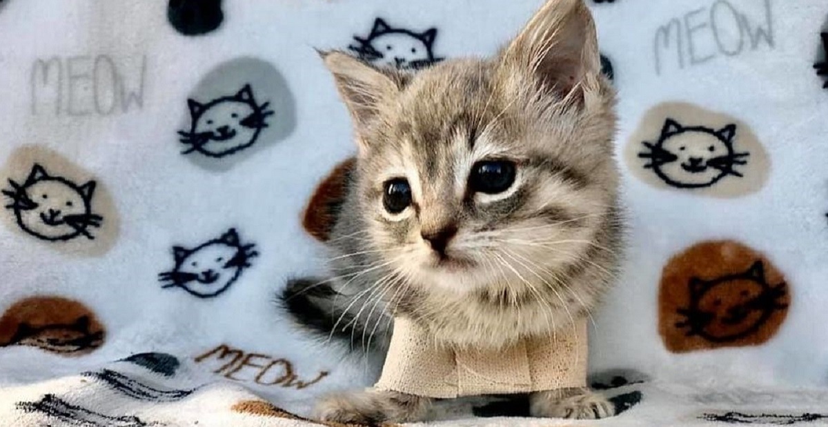 足が外側に広がって歩けない子猫 珍しい発達異常にもかかわらず 優しい人たちの尽力で奇跡的に回復した Buzzmag