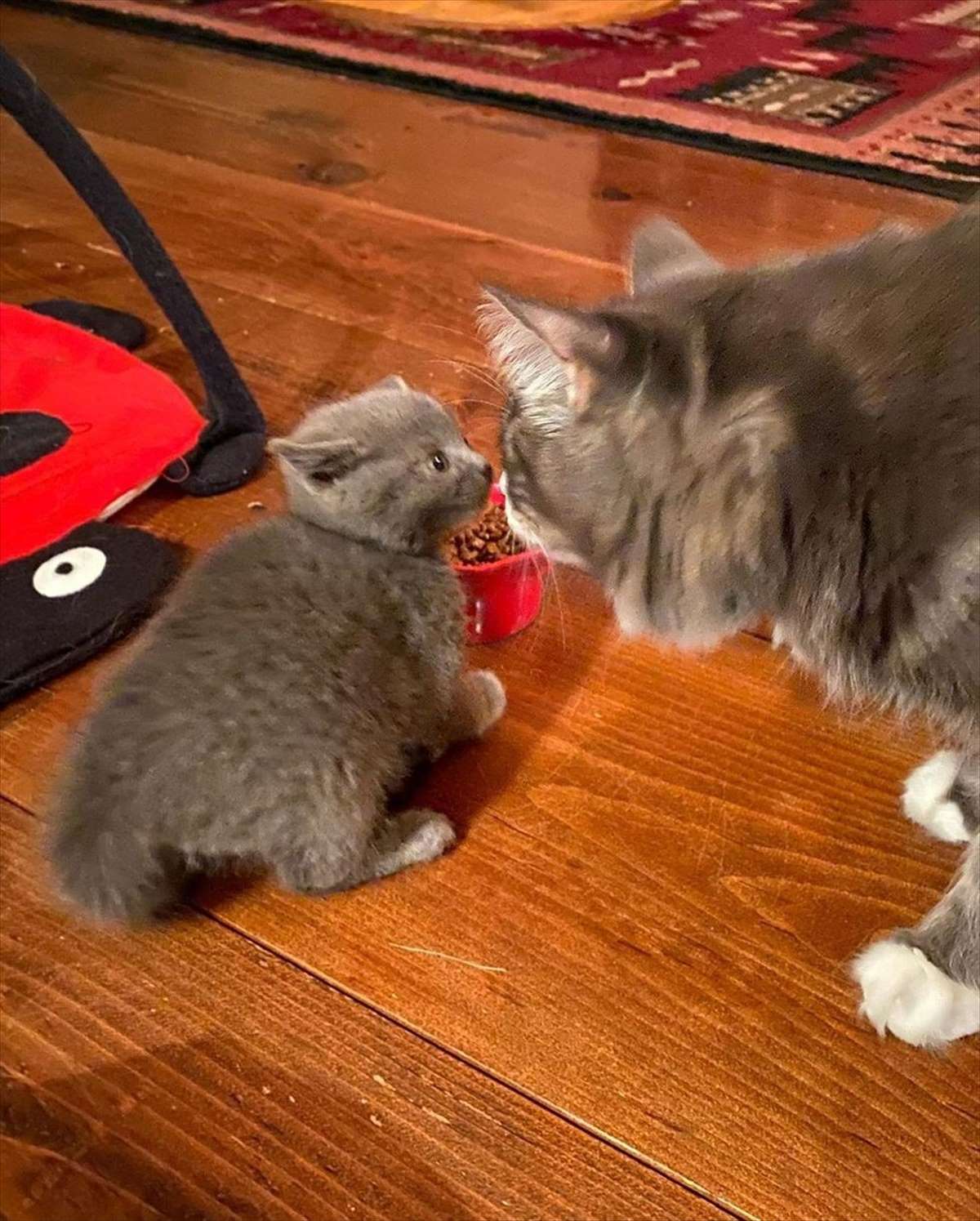 子猫 とある農場で見つかったひとりぼっちの子猫 寂しがり屋だった彼女が 里親の家でお兄ちゃん猫に出会った結果 Buzzmag