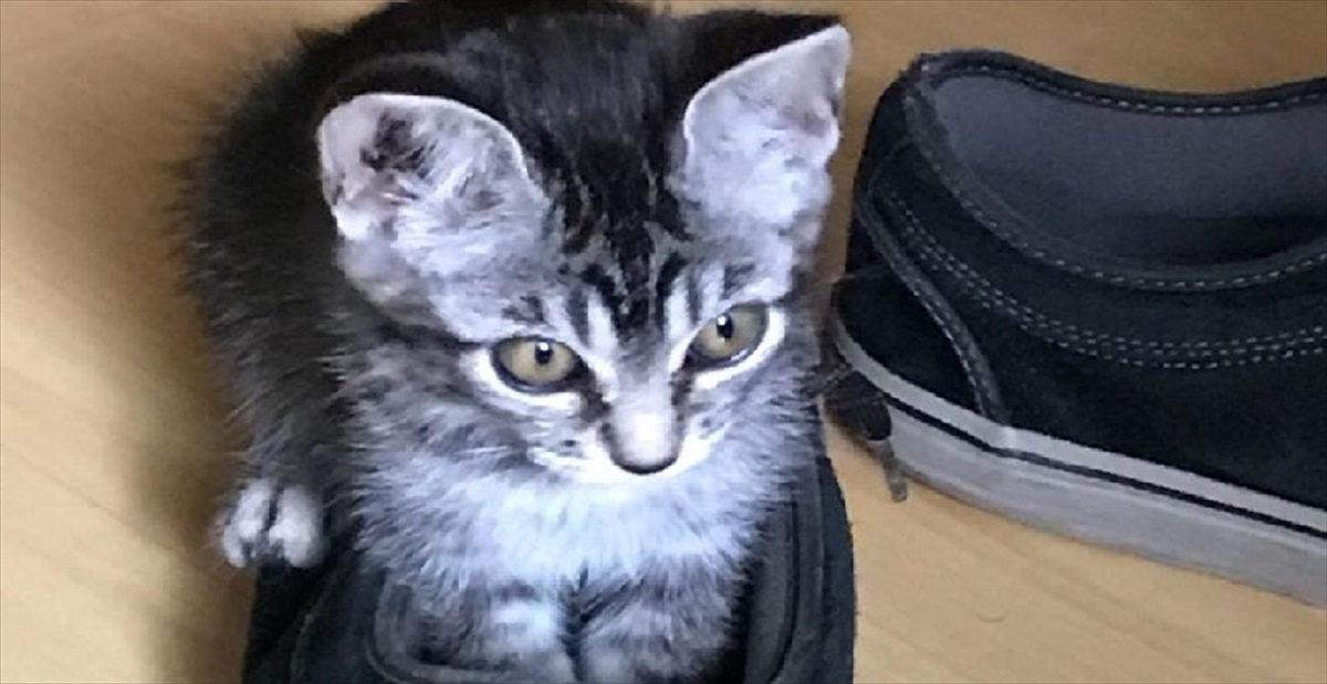 猫嫌いを公言する母のもとに 甘え上手な子猫がやってきた その結果 あっという間に心を溶かされて 翌日には家族に Buzzmag